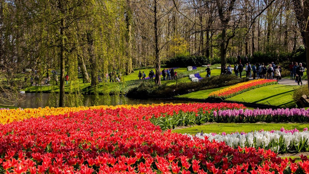Parco dei tulipani Keukenhof: come arrivare da Amsterdam e cosa vedere |  Explore by Expedia